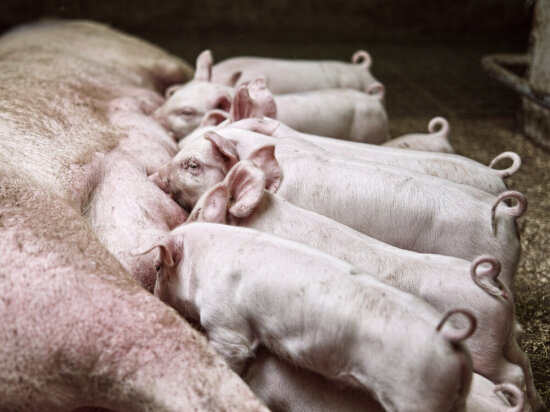Purke med mange grisunger som dier henne