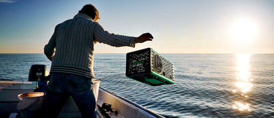 Being Buoyant: Fremmer human hummerfangst