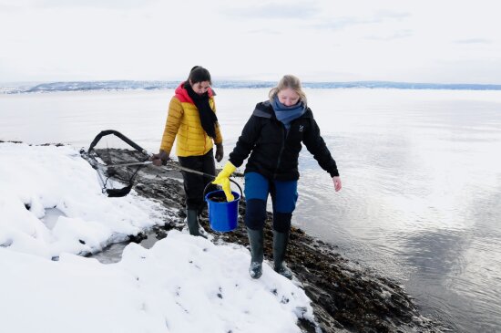 Frida og Frøya samler tang.
